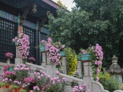 大佛禅院
