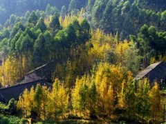嘉阳桫椤湖景区